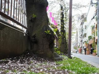 落花が進む場所もあるので、お花見はお早めに