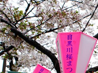 新緑が目立ち始めました