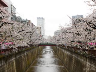 宿山橋付近 4月3日