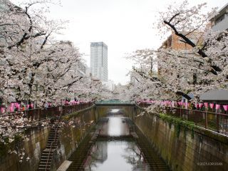 千歳橋付近 4月3日