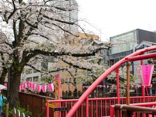 中の橋付近 4月3日