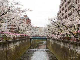 東山橋付近 4月3日