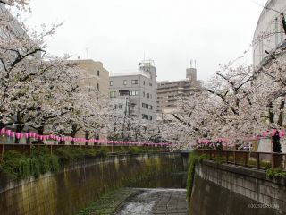 目黒天空庭園付近 4月3日