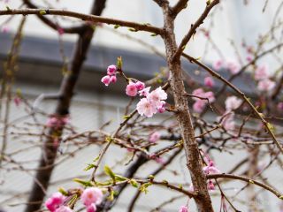 八重咲のしだれ桜が開花を始めました