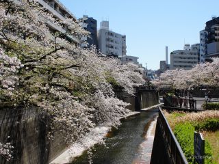 日の出橋付近、水面には桜がたくさん