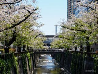 中目黒駅前はずいぶん新緑が目立ちます