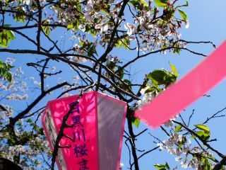 本日ぼんぼりの撤去が行われていました
