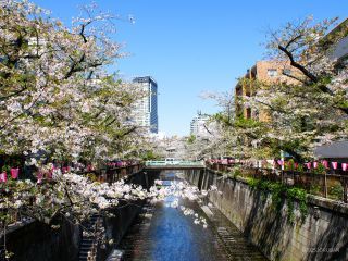 千歳橋付近 4月9日