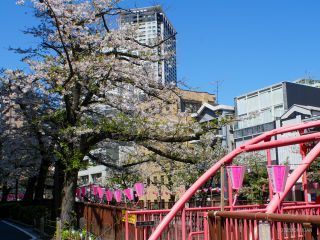 中の橋付近 4月9日