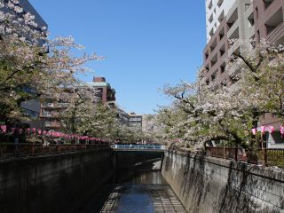 東山橋付近 4月9日