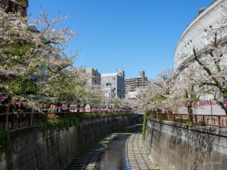 目黒天空庭園付近 4月9日