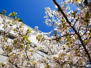 天空庭園付近では見ごろな桜が残っています