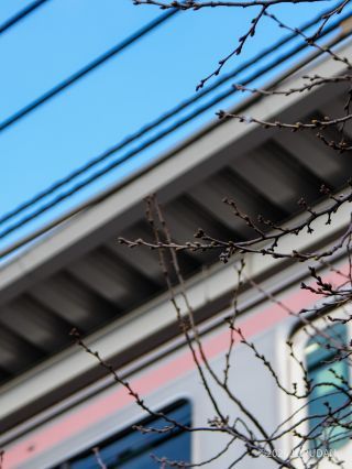 中目黒駅前高架下、冒頭の写真よりはつぼみが固そう