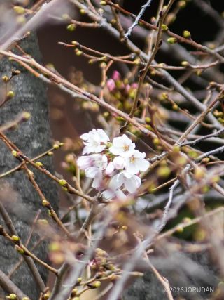 目黒天空庭園そばにかかる東山橋近くで開花