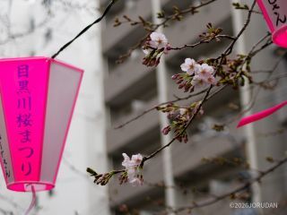 池尻大橋駅側が多く咲いています
