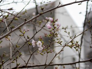 歩きながら桜を探してみて