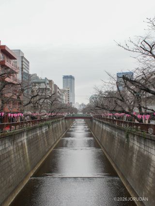 宿山橋付近 3月19日