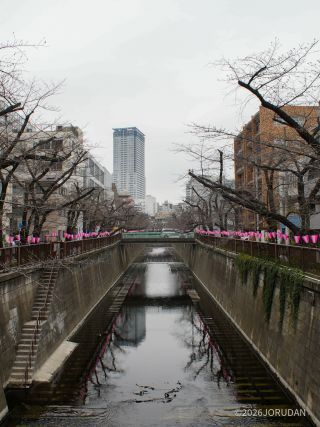 千歳橋付近 3月19日