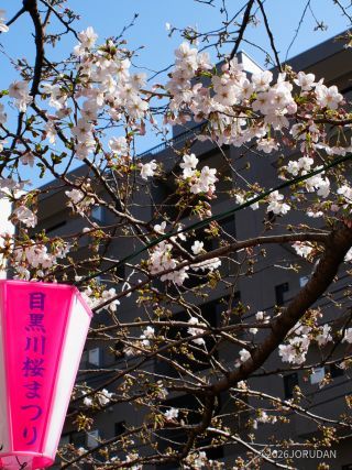 お花見シーズン到来です