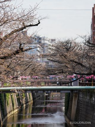 遠目からでも桜の白さが目に映るほど