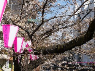 ルールを守ってお花見を楽しもう
