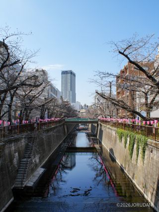 千歳橋付近 3月23日