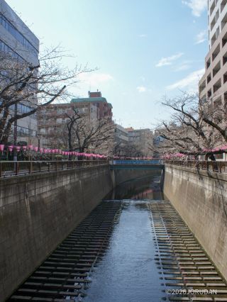 東山橋付近 3月23日