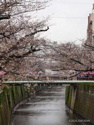 中目黒駅前 3月26日