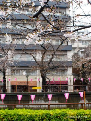 中目黒桜まつりの会場「合流点遊び場」