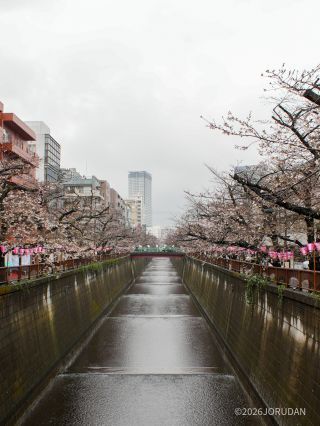 宿山橋付近 3月26日