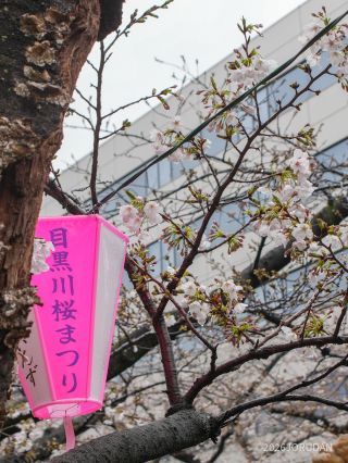 近くのショップから桜を眺めるのもおすすめです