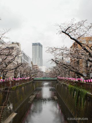 千歳橋付近 3月26日
