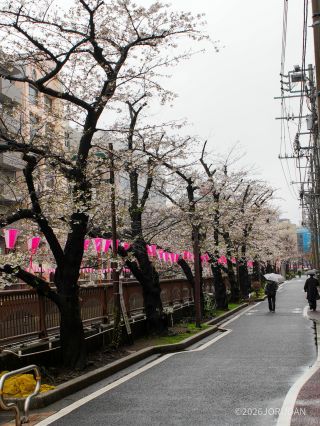 東山橋付近 3月26日①