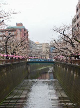 東山橋付近 3月26日②