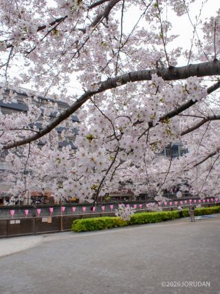 中目黒駅前 3月30日