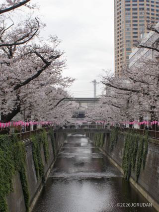 「合流点遊び場」も満開です