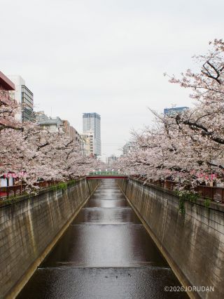 宿山橋付近 3月30日