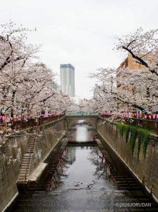 千歳橋付近 3月30日