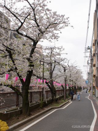 写真左下、少し若葉が目立ってきました