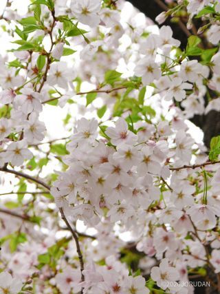 お花見は、お早めに