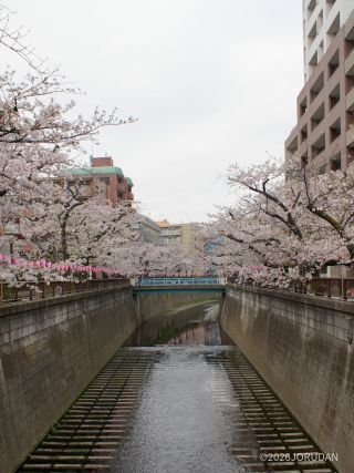 東山橋付近 3月30日