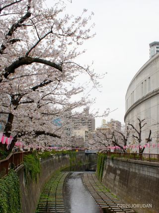目黒天空庭園付近 3月30日
