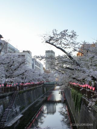 千歳橋付近 4月2日