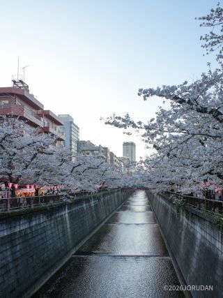 宿山橋付近 4月2日