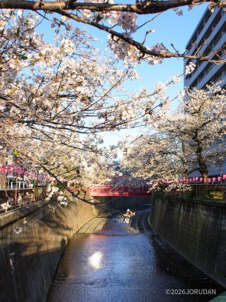中の橋付近 4月2日