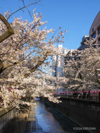 東山橋付近 4月2日