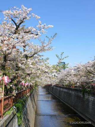 宿山橋付近 4月6日