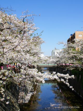 千歳橋付近 4月6日