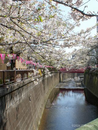 中の橋付近 4月6日