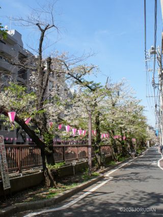 東山橋付近① 4月6日